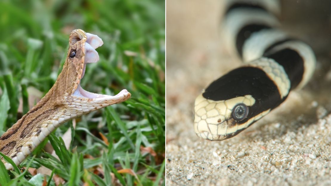 Cobras are not the most lethal snakes in India. That distinction goes to Russell's vipers (left). Meanwhile, sea kraits (also called coral reef snakes) are  elapids that inhabit marine environments, including in India.