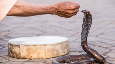 This Egyptian cobra is used in a snake charmer show in Marrakesh, Morocco. In 2016, the Cambridge Univerisity Press issued a study that said Egyptian cobras in the wild are threatened by overexploitation. 