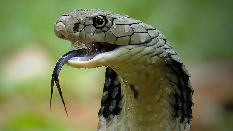 King Cobra,Close-up of cobra,Bekasi,Indonesia - stock photo