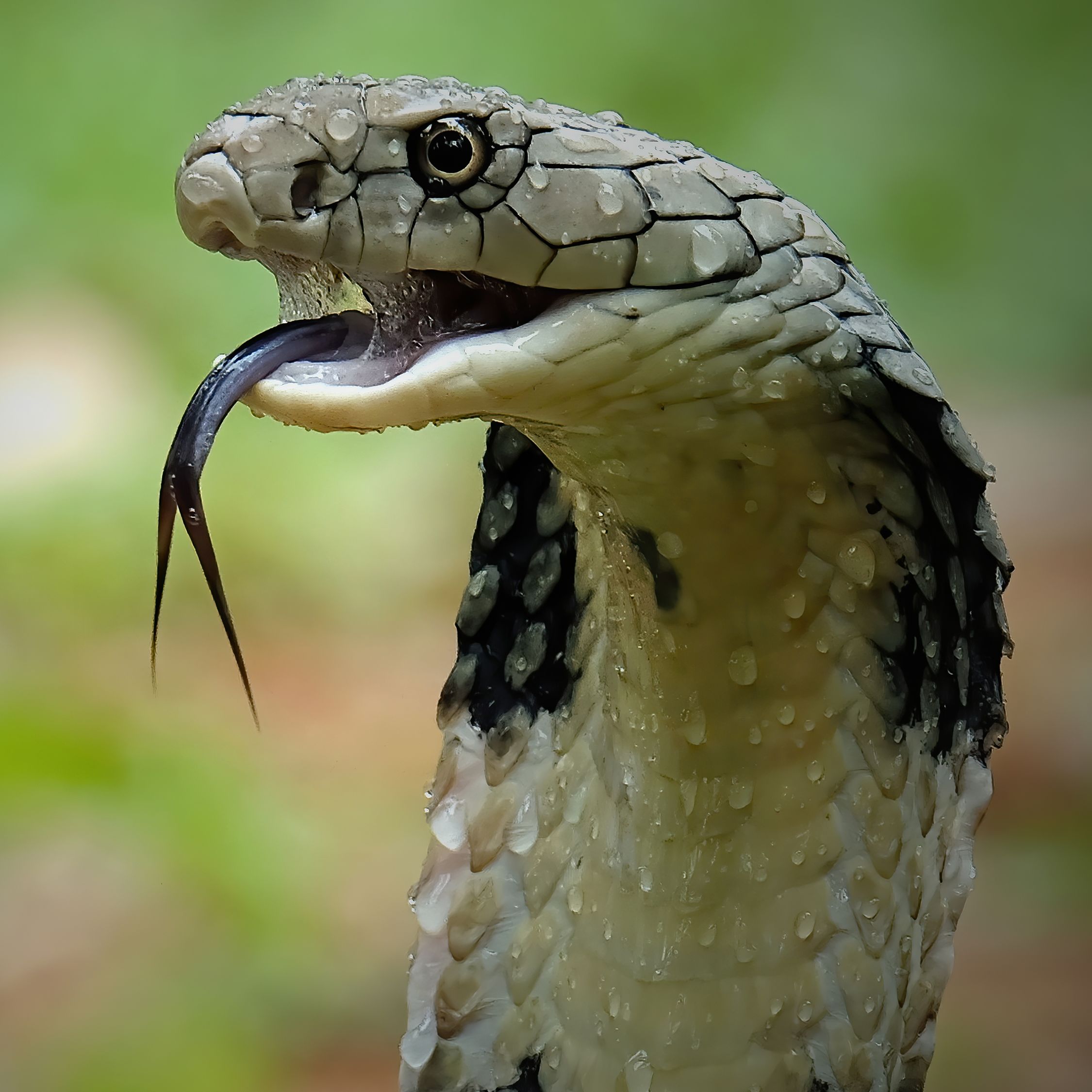 How to Kill a King Cobra Snake?