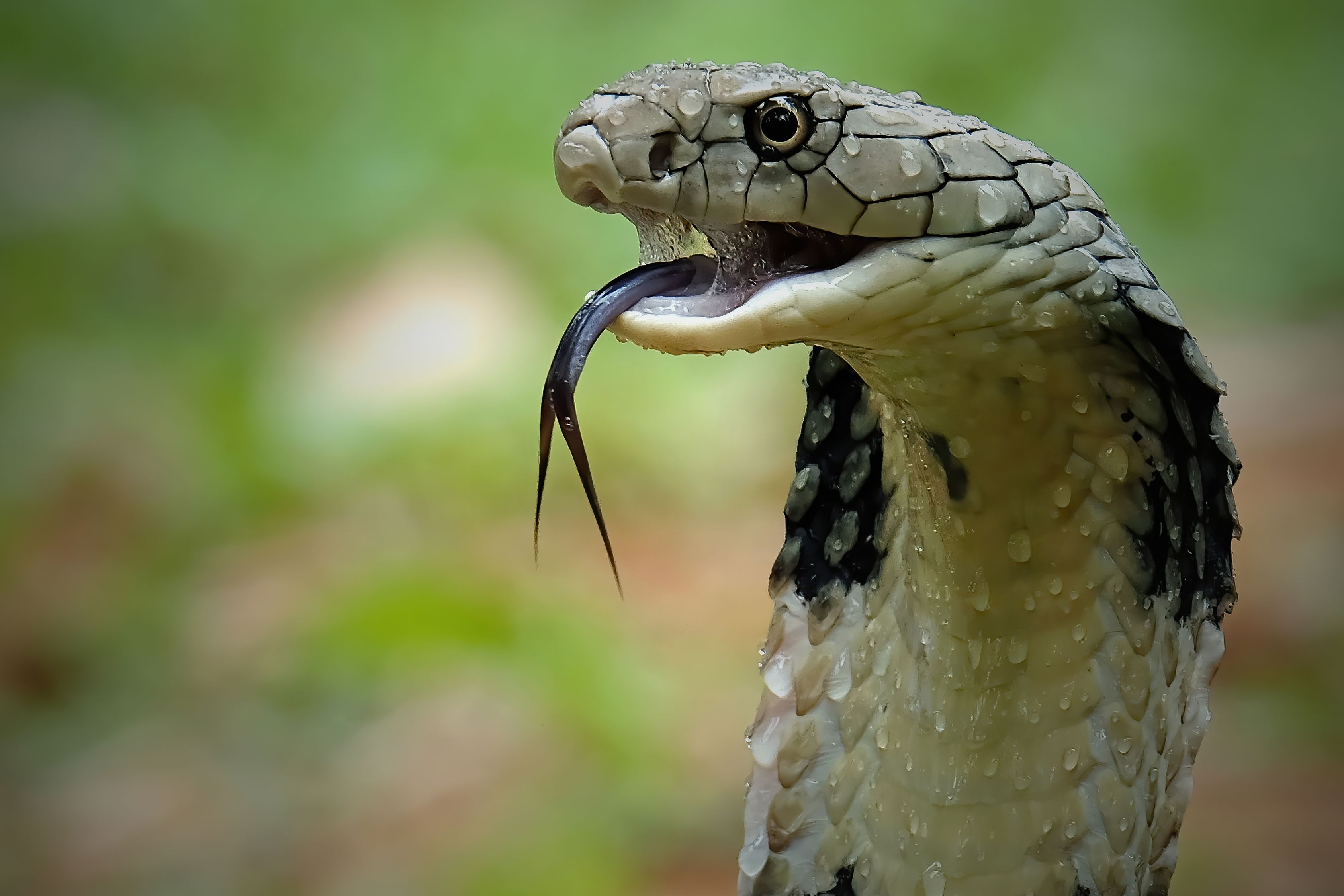 Can a Human Survive a King Cobra Bite?