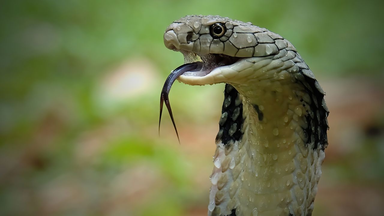 A close up of a king cobra in Indonesia. King cobras are the world's longest venomous snake, with enough toxin to kill an elephant. They mostly dine on other snakes, including other cobras.   
