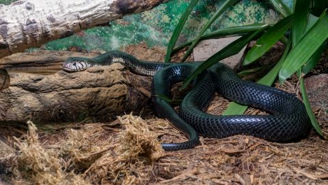 This forest cobra resides in BioPark Zoo in Albuquerque, New Mexico. In the wild, they are found in forests and shrublands throughout most of sub-Saharan Africa.