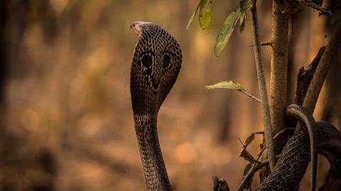 The spectacled cobra (also called the Indian cobra) is known for the distinctive markings on the back of its impressive hood. Its venom is highly toxic and fast-spreading. 