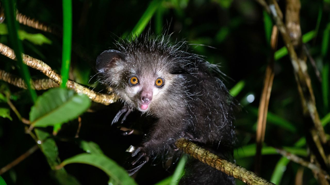 The aye-aye, a nocturnal lemur with a distinctively long middle finger, is the stuff of legends in its native Madagascar.