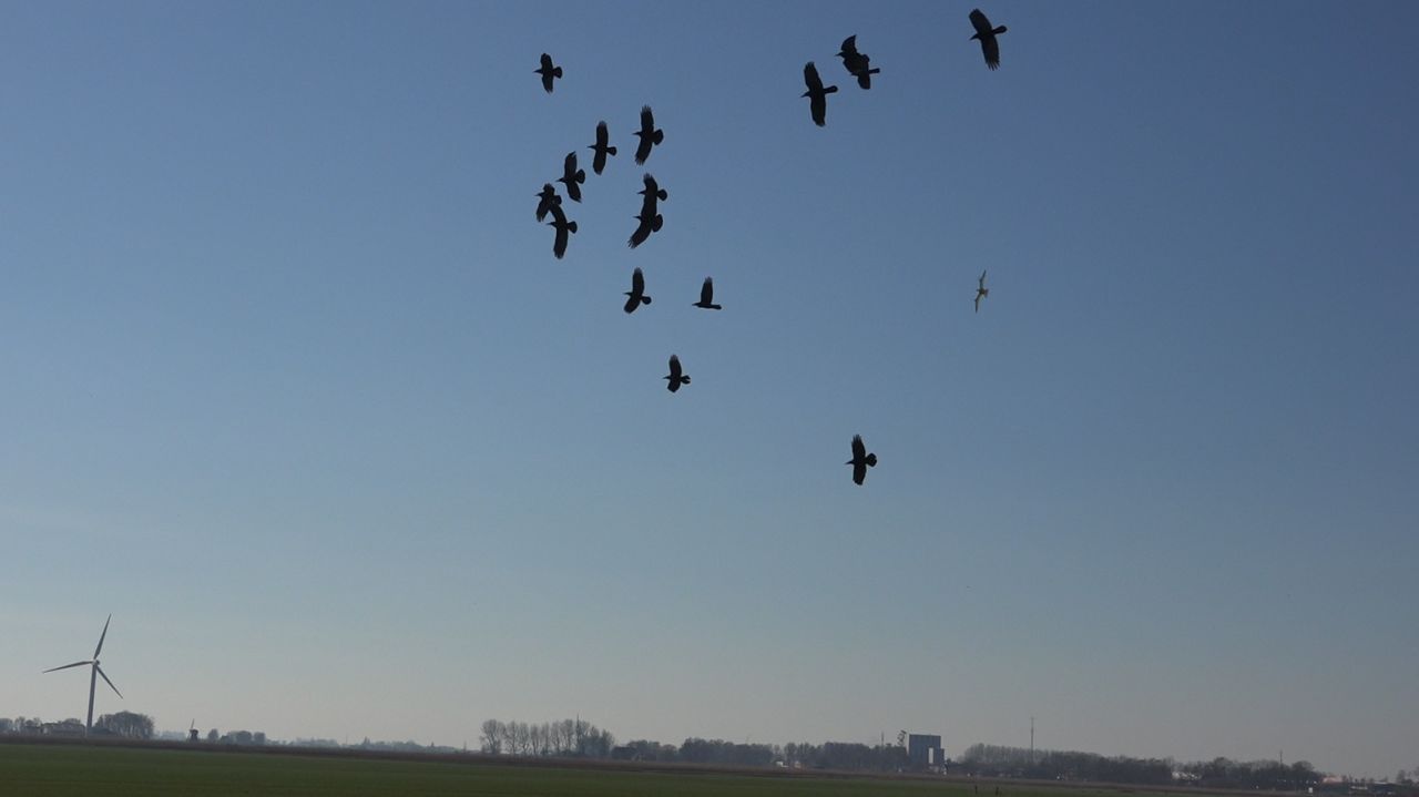 RobotFalcon has been developed to help prevent bird strikes.