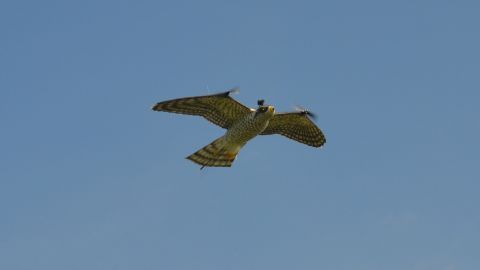 The RobotFalcon, which has a wingspan of 70 centimeters, mimics the movements of an actual falcon.