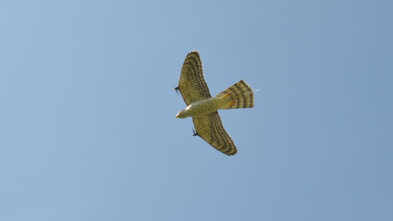 Robotic Falcon Keeps Birds Away From Airports - IEEE Spectrum