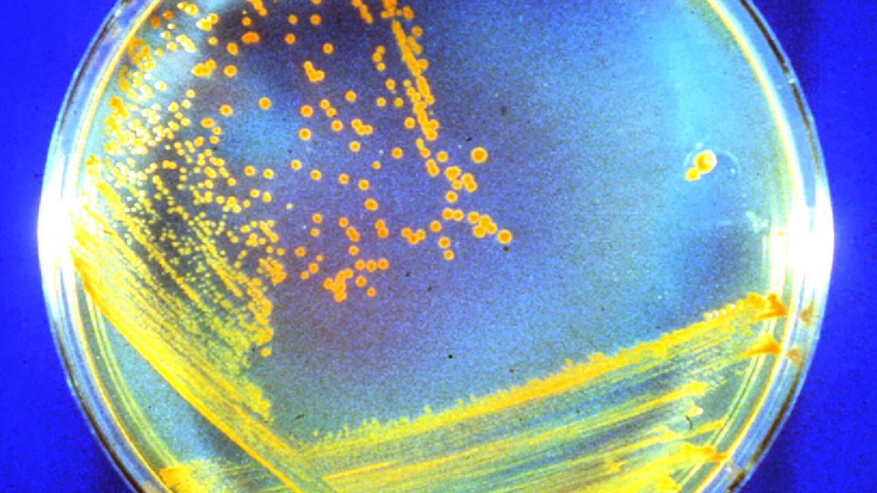 This is what Conan the Bacterium looks like growing on a nutrient agar plate. 