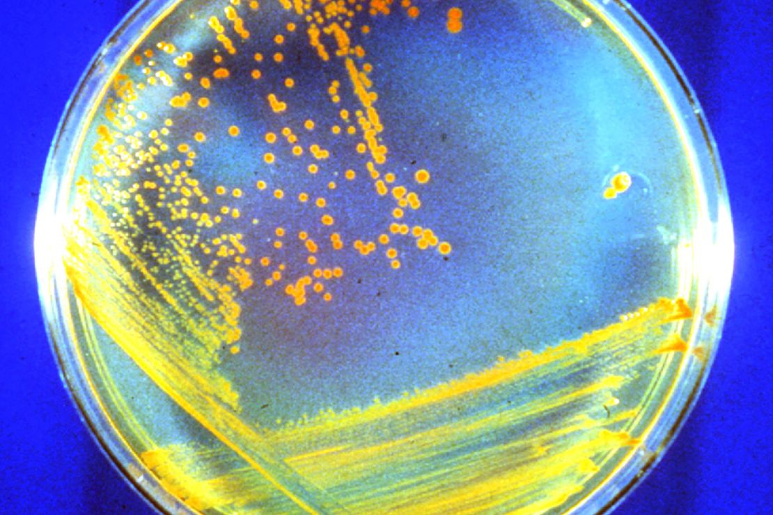This is what Conan the Bacterium looks like growing on a nutrient agar plate. 
