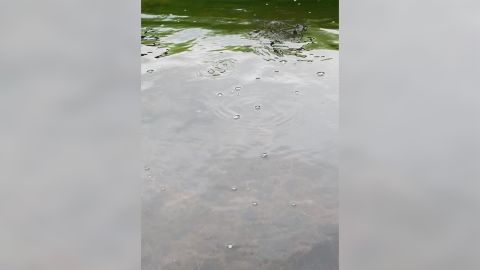 Bubbles of methane — a potent greenhouse gas — appear on the surface of Big Trail Lake in Alaska.