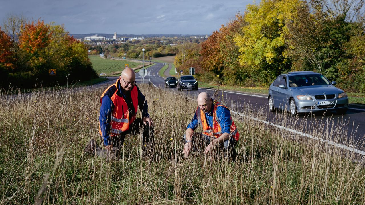 On The Verge Cambridge volunteers Ray Hackett and Ben Greig point out some of the 70 species found in this biodiverse roadside area.