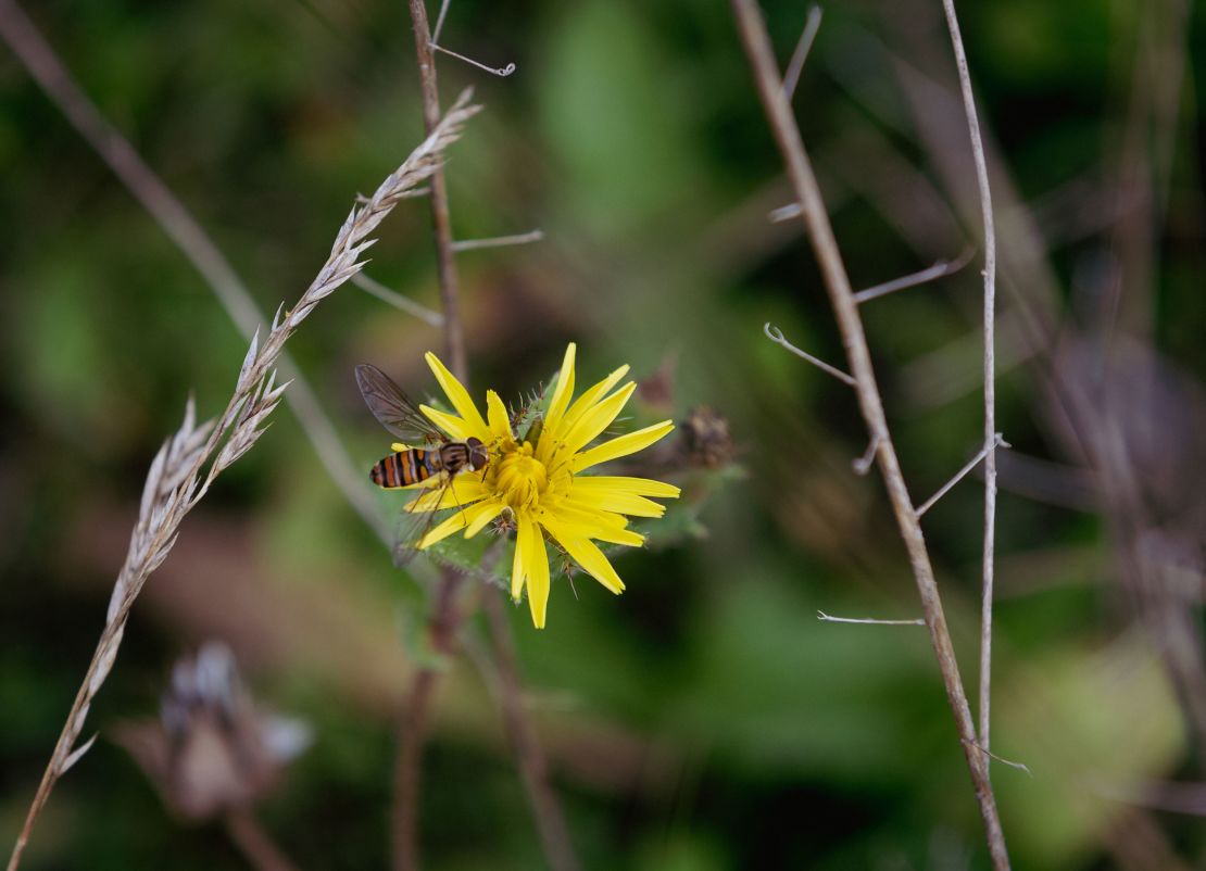 Hey! Some Country Human staff… Ukraine… yea… As I - Dandelion Art