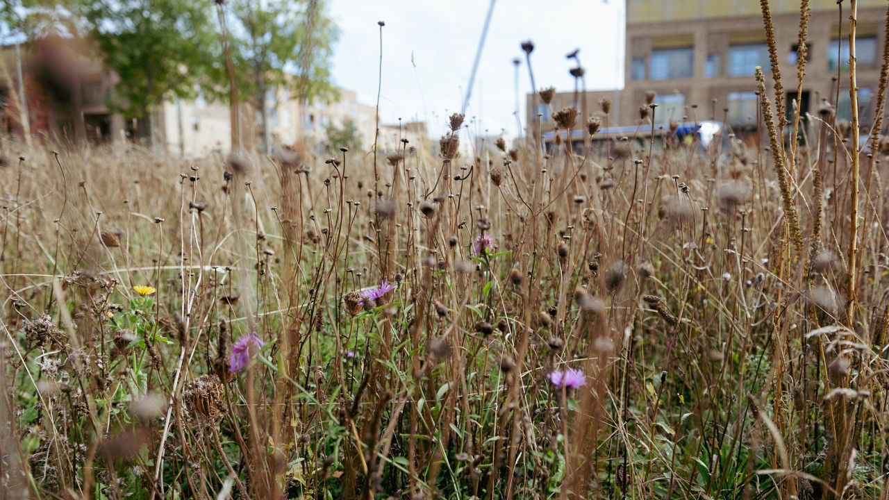 Roadside areas account for 1.2% of Great Britain's total land area, Plantlife estimates.
