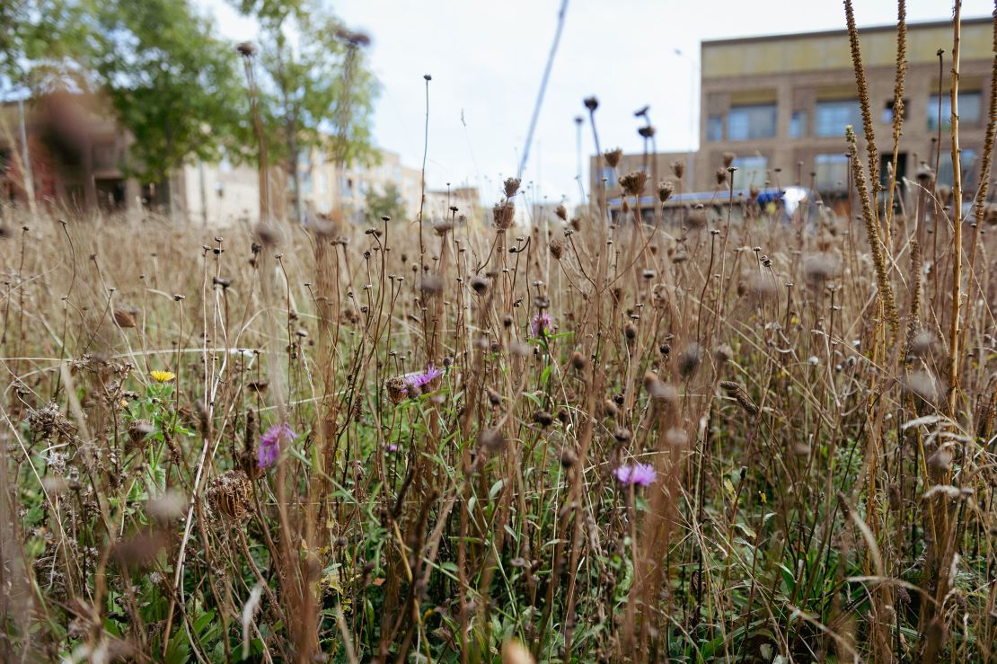 Roadside areas account for 1.2% of Great Britain's total land area, Plantlife estimates.