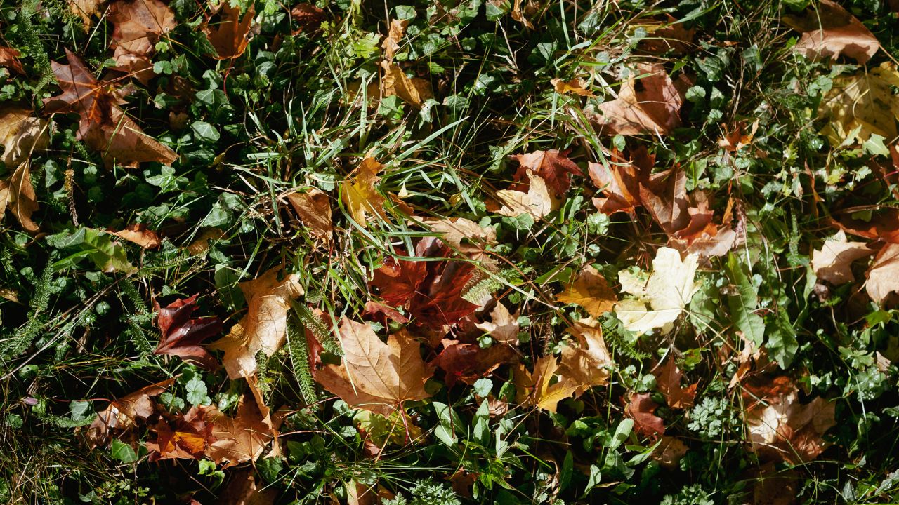 Instead of burning green waste from road verges or taking it to a landfill, it's possible to turn grass clippings into a range of other profitable materials, including biogas, organic fertilizers, and even a component of asphalt.