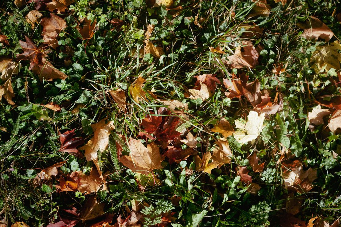 Instead of burning green waste from road verges or taking it to a landfill, it's possible to turn grass clippings into a range of other profitable materials, including biogas, organic fertilizers, and even a component of asphalt. 