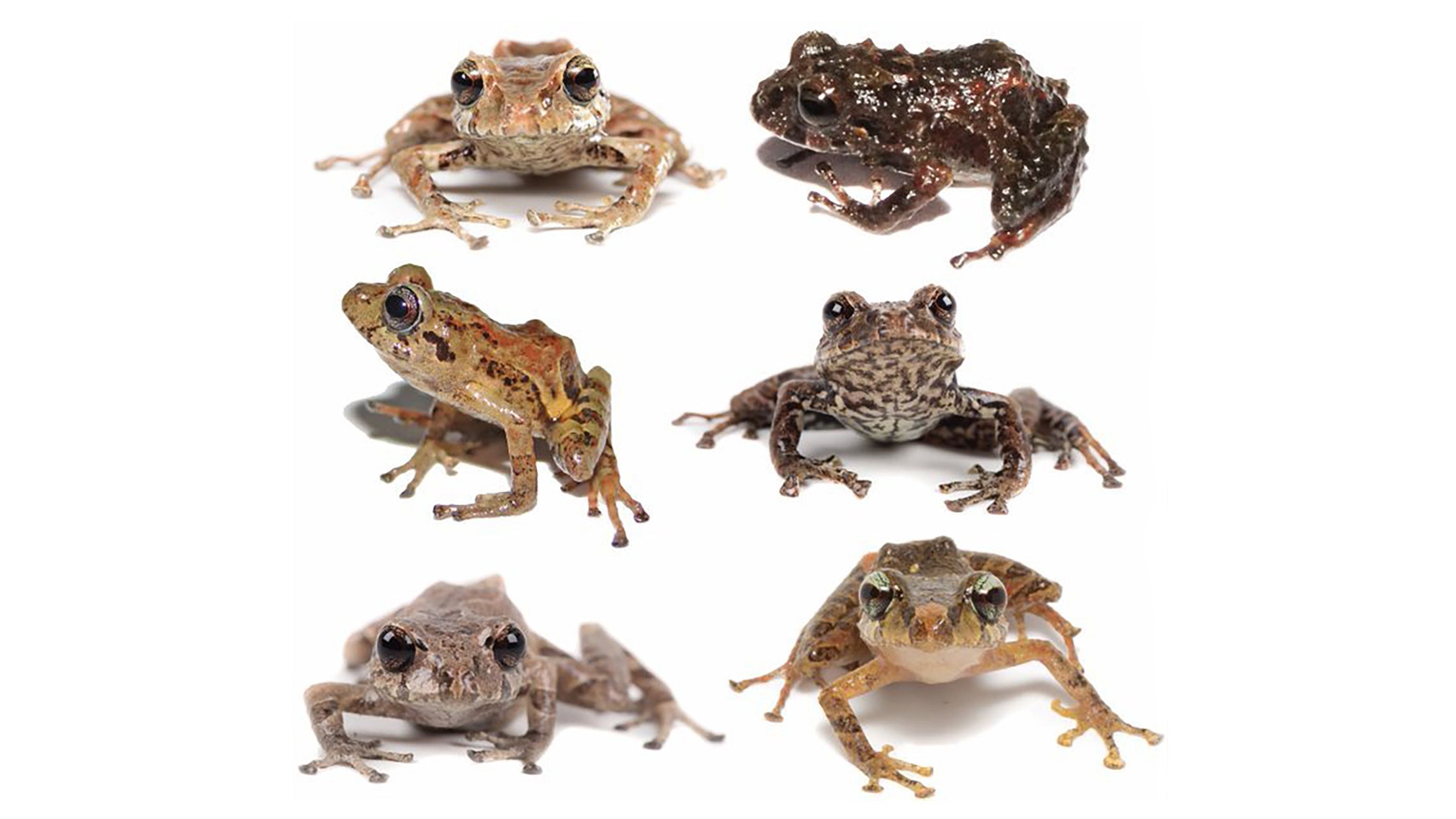 list of toad species