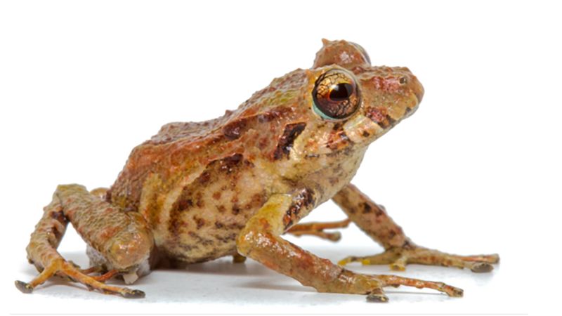 6 new species of rain frogs discovered in Ecuador