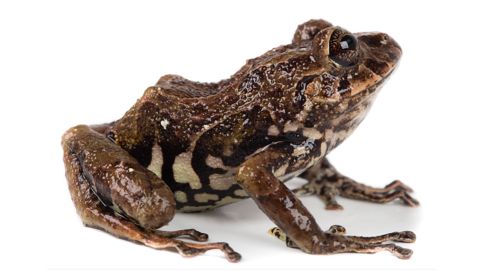 One of six new species of rain frogs was discovered on the eastern slopes of the equatorial Andes.