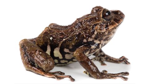 One of the six new species of rain frogs were discovered on the eastern slopes of the Ecuadorian Andes.