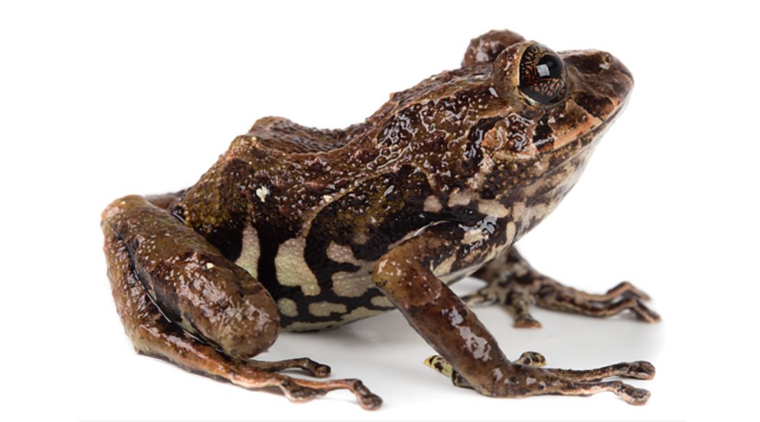 One of the six new species of rain frogs were discovered on the eastern slopes of the Ecuadorian Andes.