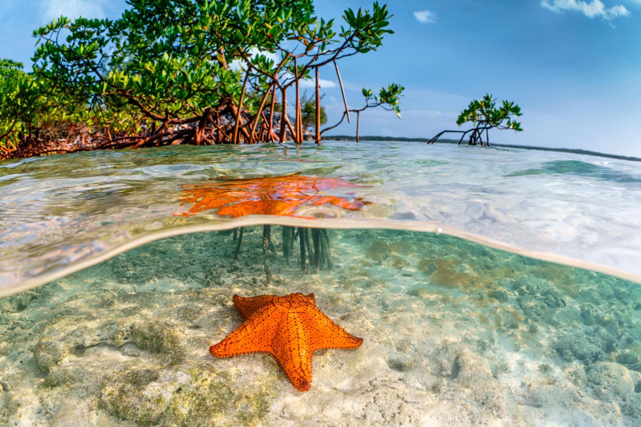 Carbon stored in the waterlogged sediment of the ocean, known as "blue carbon," is also less likely to break down and can remain trapped safely underground for thousands of years.
