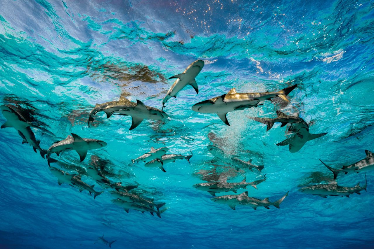 As a top predator, sharks keep our ocean's fish populations healthy, help disperse nutrients throughout the water column, and contribute to the health of coastal and even deep-sea habitats.