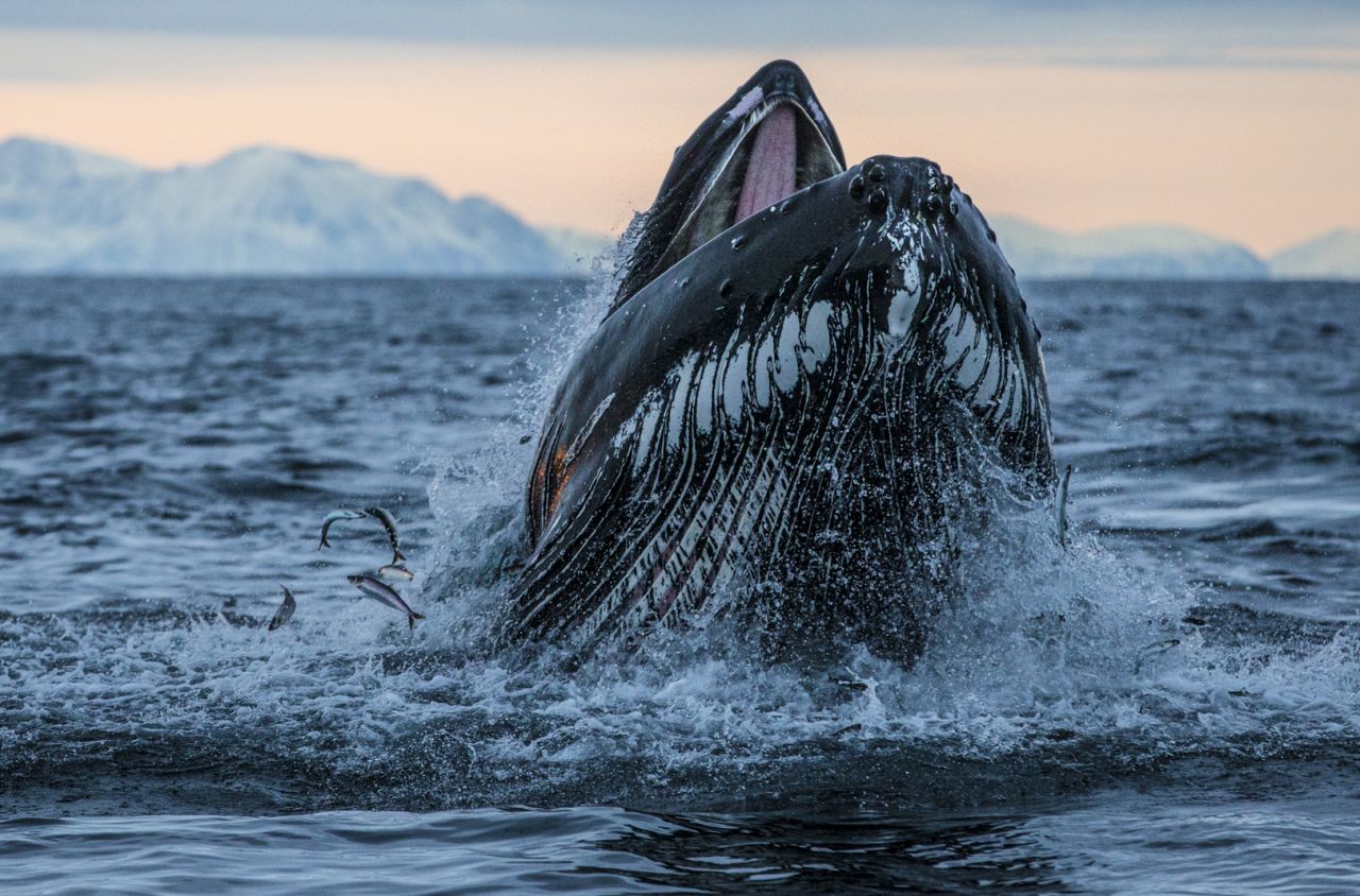 Research has shown that the oceans hold 16 times more carbon than the terrestrial biosphere, and that protecting the seas can be an effective way to combat climate change. Pictured, a humpback whale lunges for herring out of the cold waters of Lofoten, in Norway's northern fjords. <strong>Scroll through the gallery for more images of the ocean's extraordinary biodiversity.</strong> 