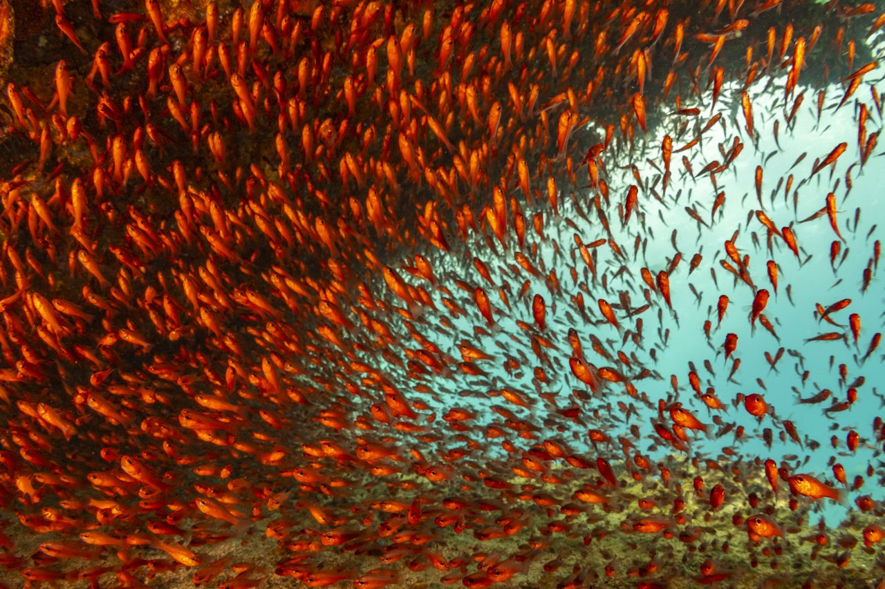 Conservationists are urging us to protect at least 30% of the sea by 2030. These red cardinal fish are pictured in the Galápagos Islands.<br />