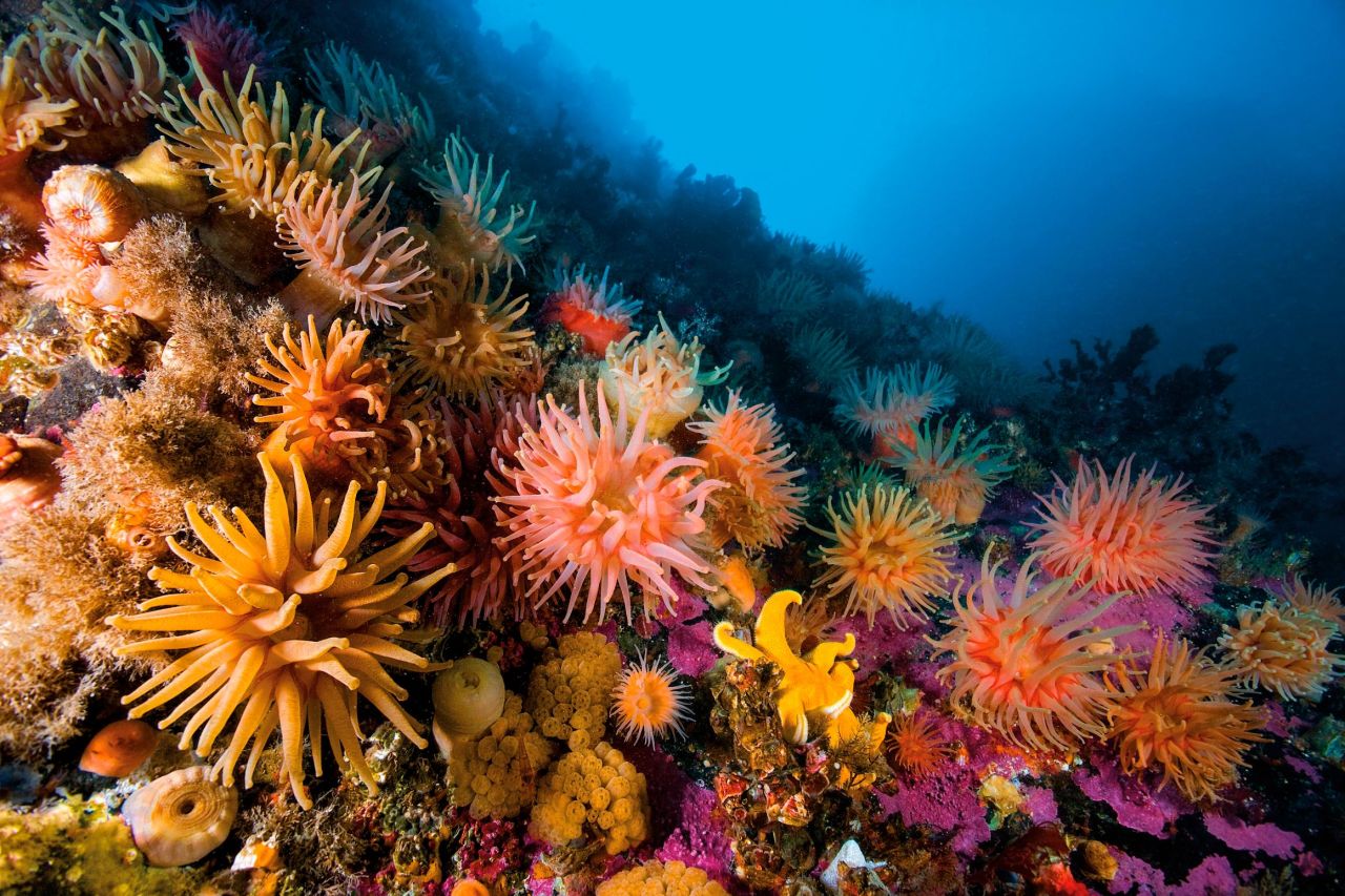Strong currents, upwellings, and large tidal exchanges spread nutrient-rich waters up and down the coast of Svalbard, Norway, filling the sea with life.