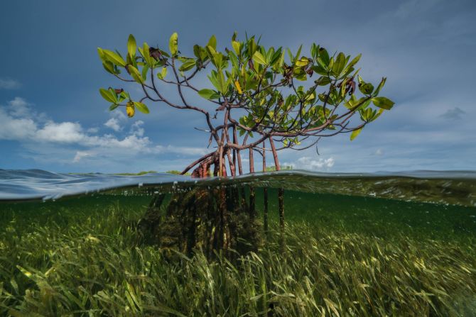 Mangroves, seagrasses and coral reefs are some of the most important ecosystems on the planet. Mangroves can store up to four times more carbon than a tropical rainforest.