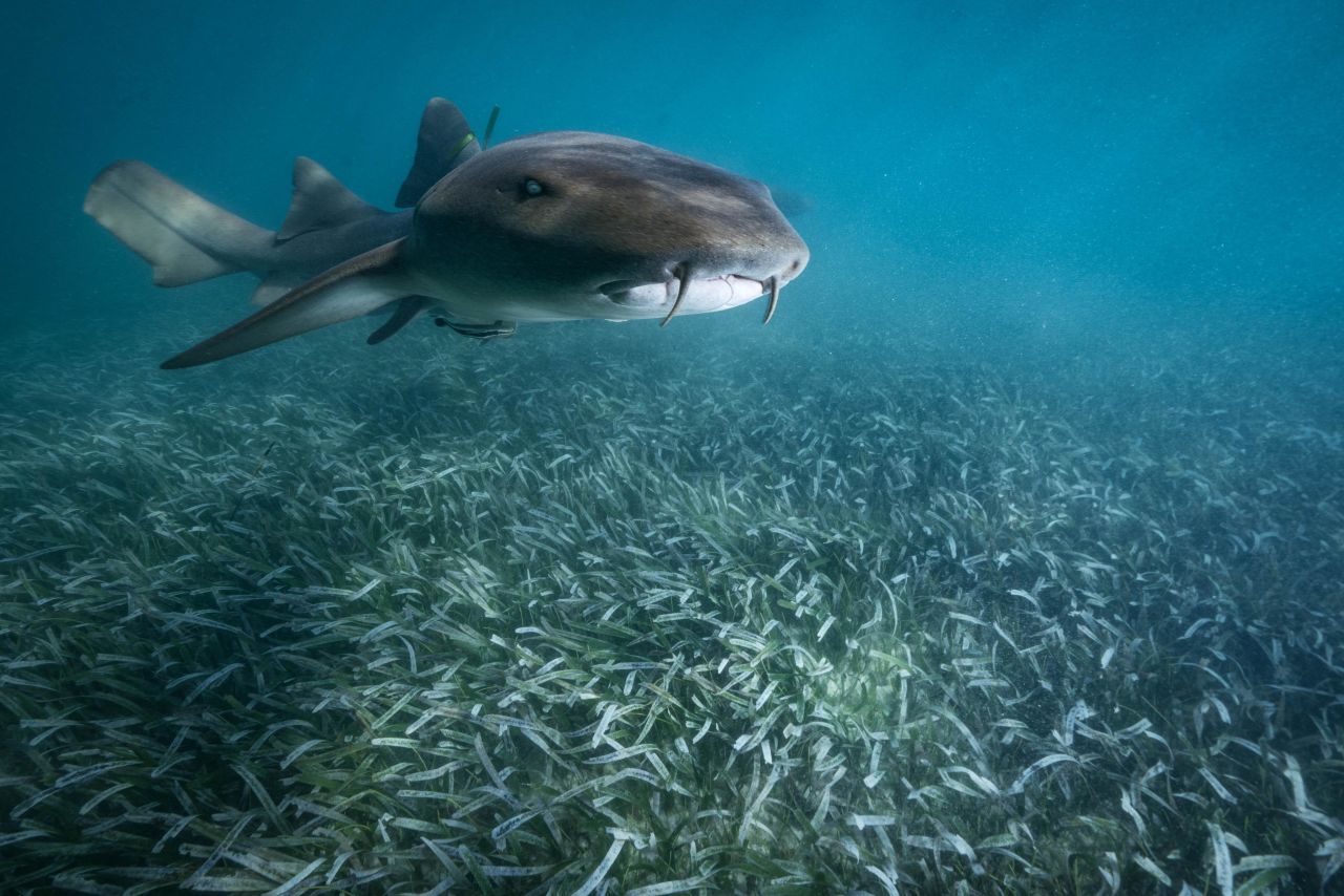 A tiger shark patrols a seagrass meadow off the Bahamas. Seagrass beds support a vibrant community of underwater creatures, as well as acting as powerful carbon sinks, stabilizing the ocean floor against erosion, and filtering out toxins from pollution. They are also a critical indicator of ocean health and highly sensitive to changes in water quality.