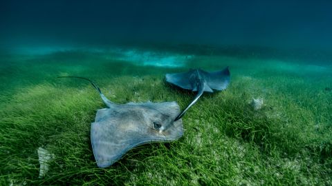 A pair of southern stingrays follow each other over The Grand Bahamas sea meadow.