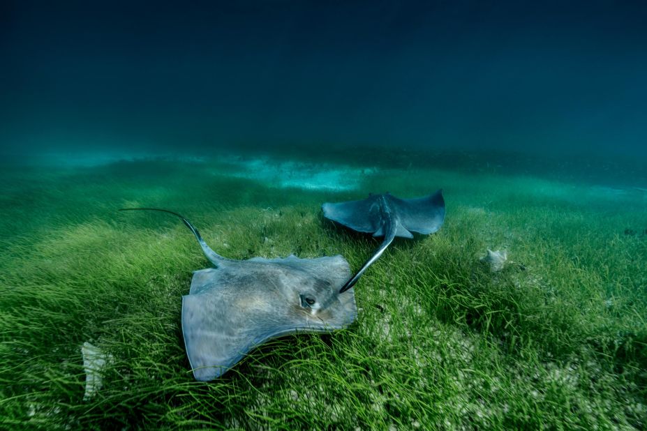 A pair of southern stingrays follow each other over The Grand Bahamas sea meadow. The roots of seagrass protect eroding coasts and their dense vegetation protects coastal communities from storms, as well as storing massive amounts of carbon.  