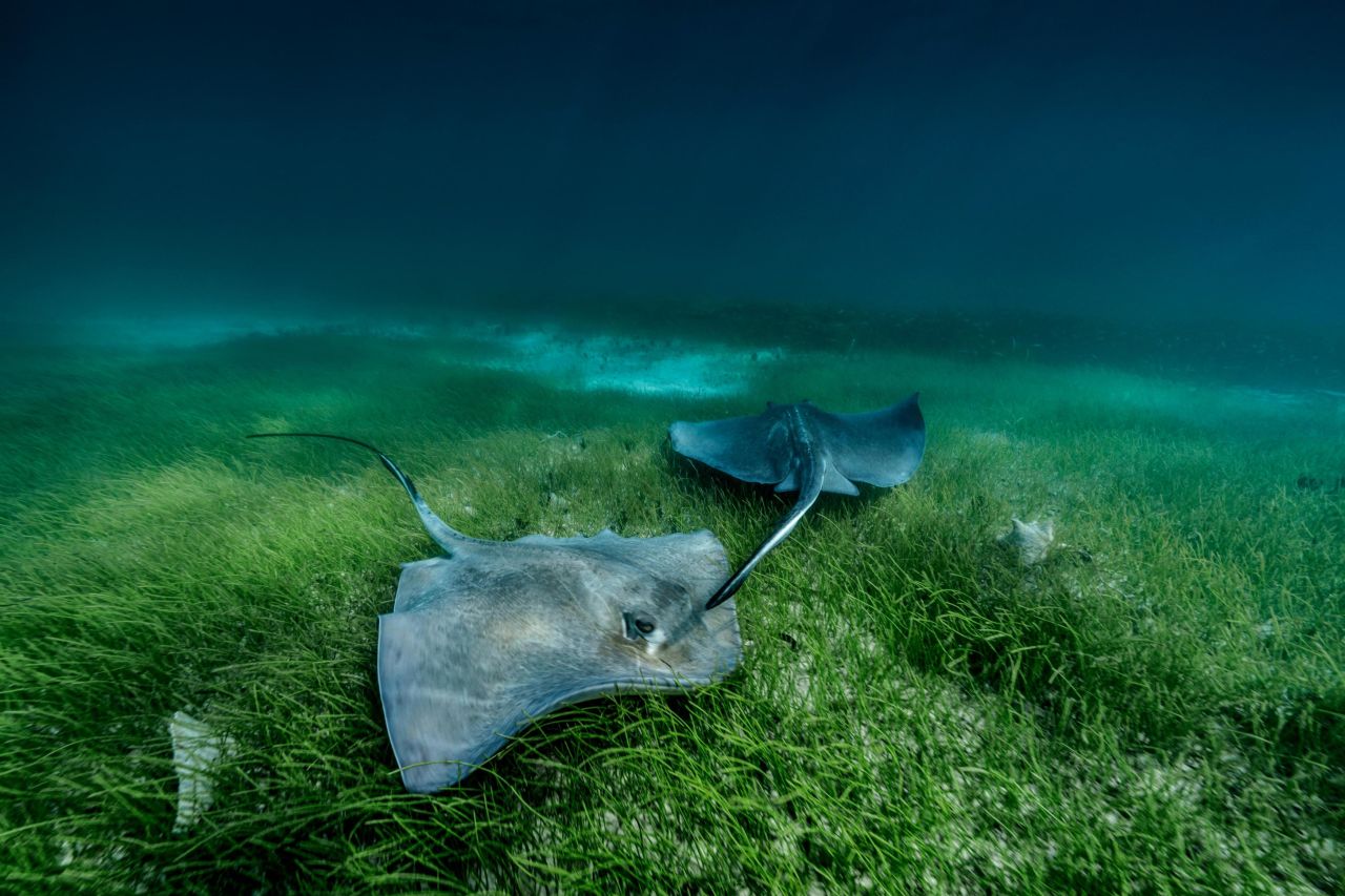 A pair of southern stingrays follow each other over The Grand Bahamas sea meadow. The roots of seagrass protect eroding coasts and their dense vegetation protects coastal communities from storms, as well as storing massive amounts of carbon.