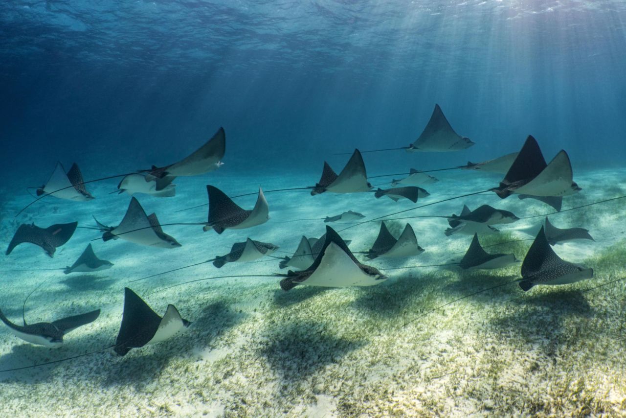 The coastal habitats of the Bahamas support a vibrant community of underwater creatures including eagle rays, dolphins, and many species of fish.