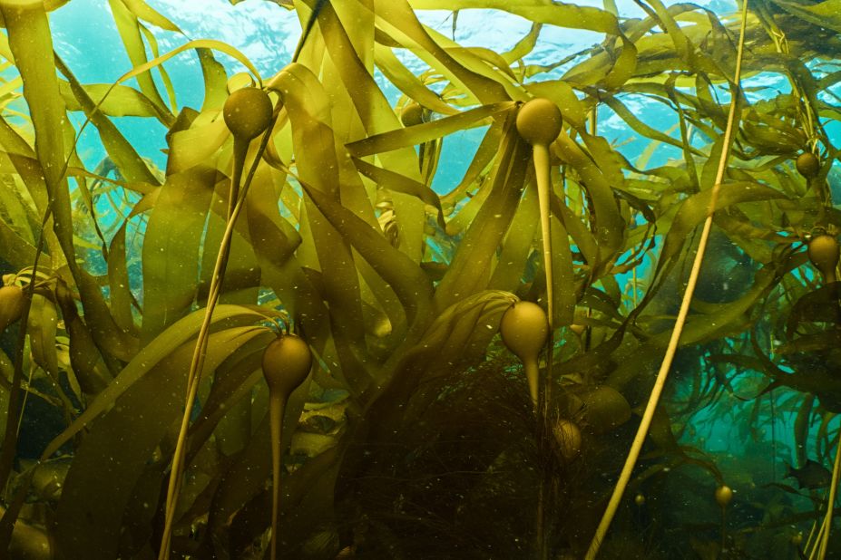 Kelp forests grow in cold, nutrient-rich water, and provide food and shelter for thousands of species. We can help maintain them by designating more marine protected areas, to limit the impact of overfishing