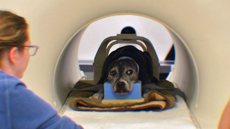 Watch: Dog behavior can now be demystified using brain scans | CNN