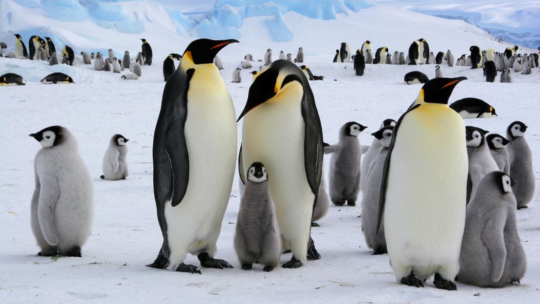 images of emperor penguins