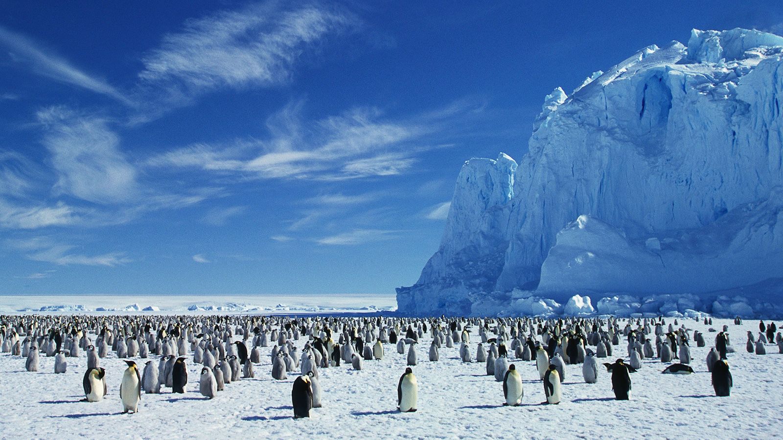 Emperor penguins at risk of extinction due to climate crisis
