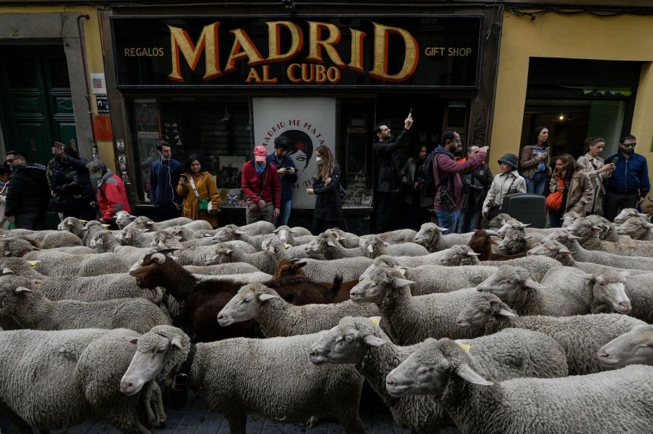 Flocks of sheep are herded through the streets of Madrid on Sunday, October 23. Shepherds guided sheep and goats through the city center in defense of ancient grazing and migration rights that are increasingly threatened by urban sprawl.