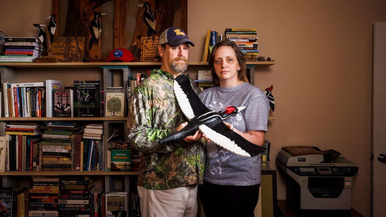 01 ivory billed woodpecker