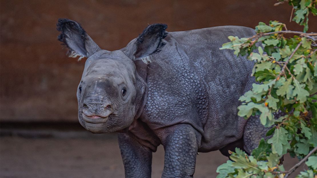 The calf was born to mother Asha on October 14.
