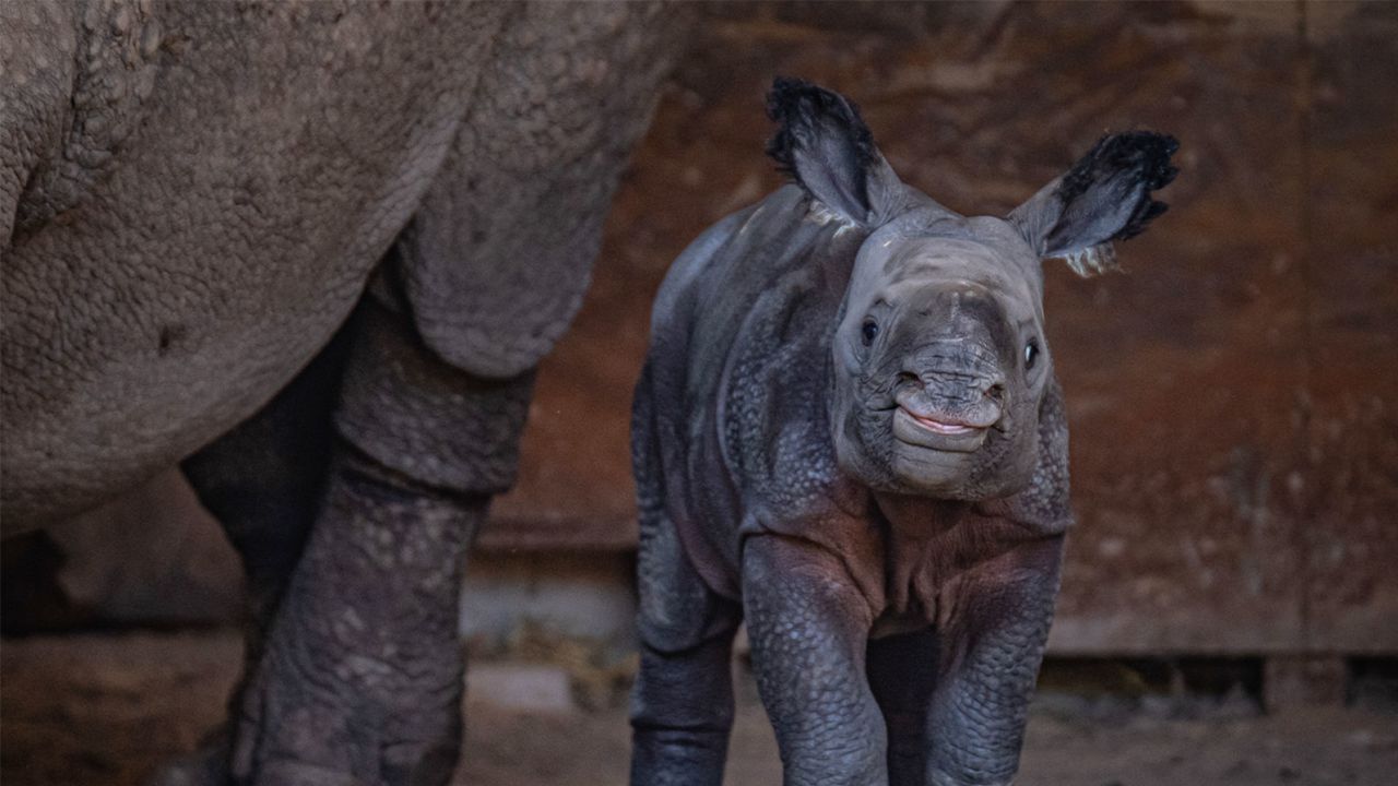 The United Kingdom's Chester Zoo has welcomed an endangered one-horned rhino calf to its menagerie.