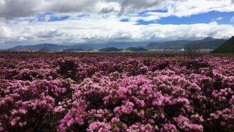 A team of American and Chinese researchers spent over two months visiting more than 100 sites throughout the bloom season to document the flowers' blossoms and other characteristics. 