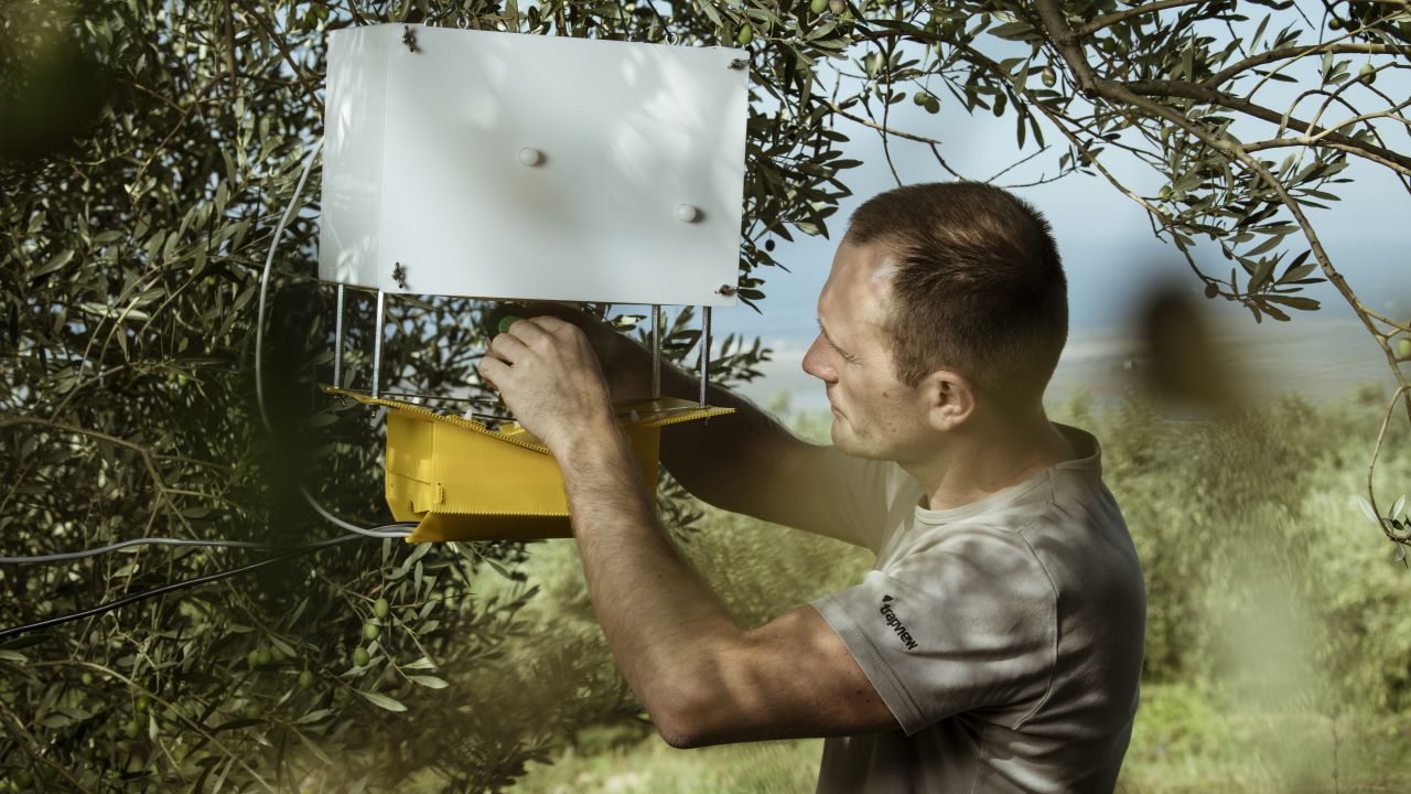 A Trapview device used to detect pests in an olive grove. 