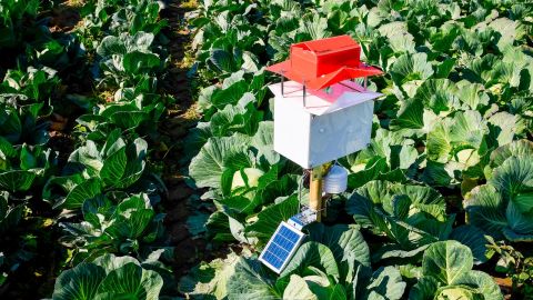 Automated devices have been used to monitor grapes, tomatoes, olives, fruit trees and, pictured, brassicas. 