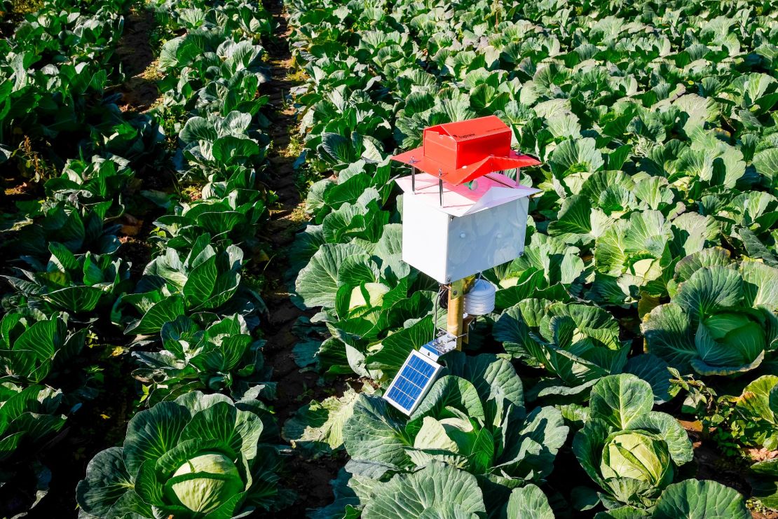 The automated devices have been used to monitor grapes, tomatoes, olives, tree fruits, and, pictured here, brassicas. 