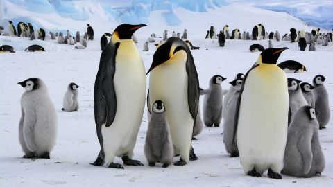 Emperor penguins live on the Antarctic Peninsula in many colonies.